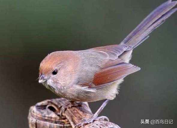 鸟类呼吸道问题,鸟类呼吸道感染用什么药物
