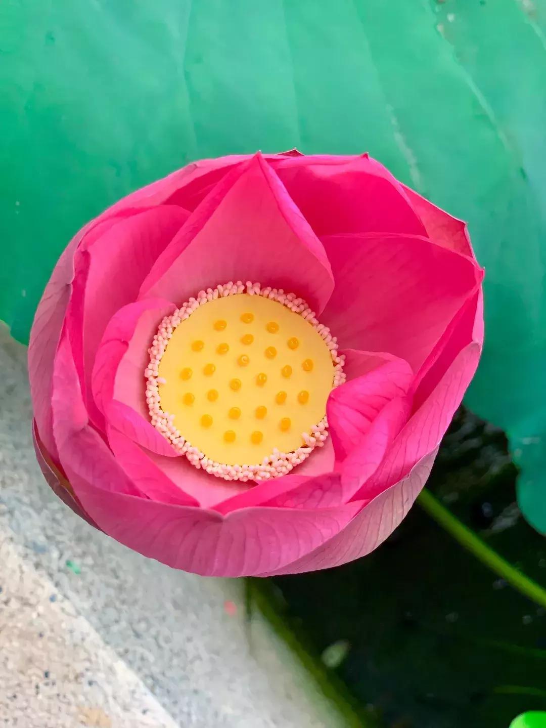 又到一年赏荷季又见荷花,广州莲花山荷花