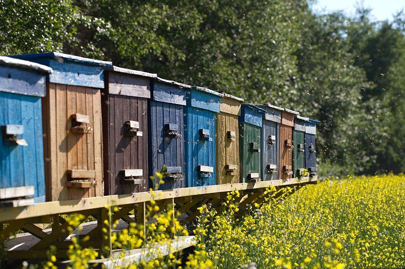 养蜜蜂怎么防蚂蚁最有效方法,蜜蜂养殖如何防治蜜蜂互盗