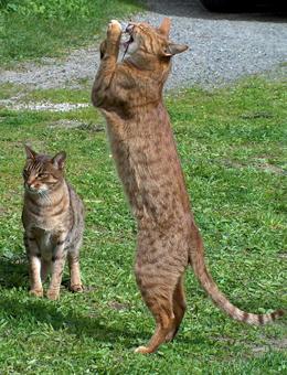 黄色背脖子白色的猫猫是啥种类,猫猫种类价格