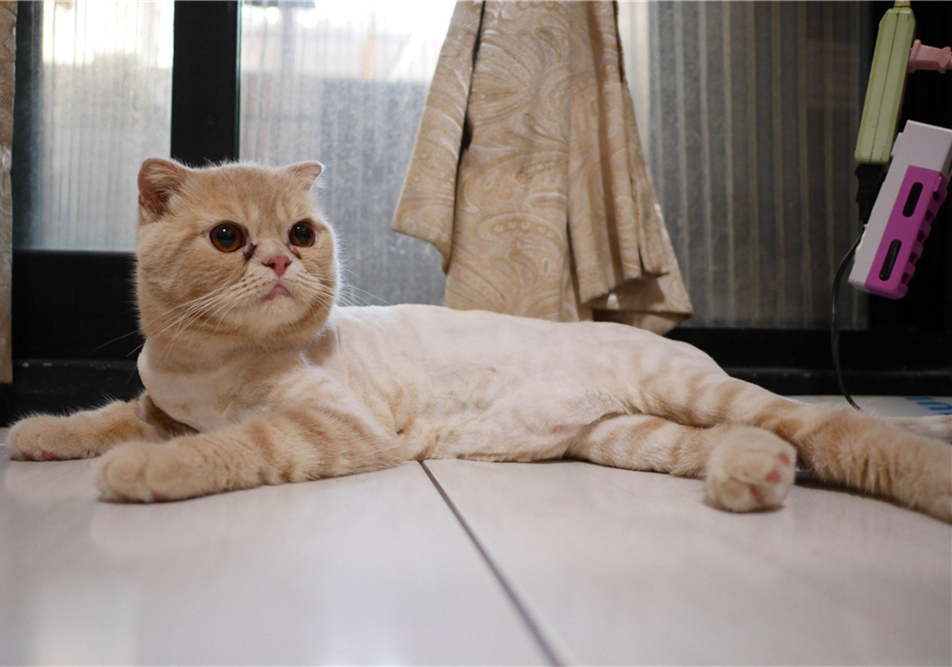 猫咪做眼睑内翻恢复好的图片,杭州猫咪眼睑内翻手术