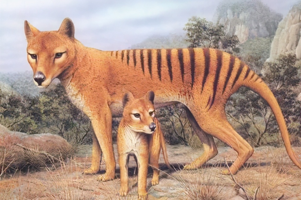 澳洲兔子的百年大战,澳洲人和兔子百年之争