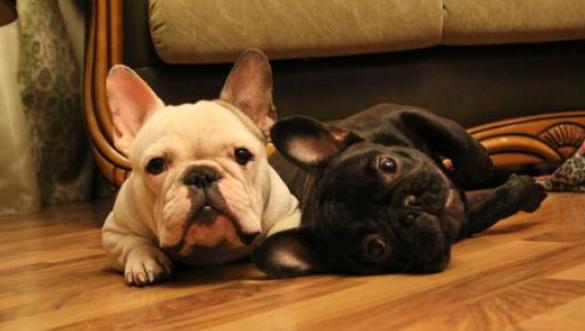 养法国斗牛犬应该注意什么,养法国斗牛犬要注意的事项秋天