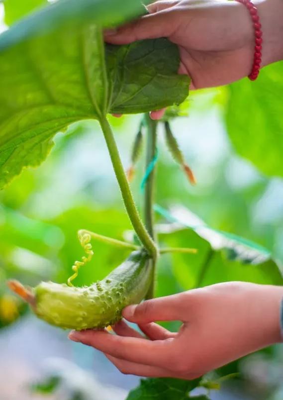 2023年三寰牧场最新攻略,三寰牧场攻略最新