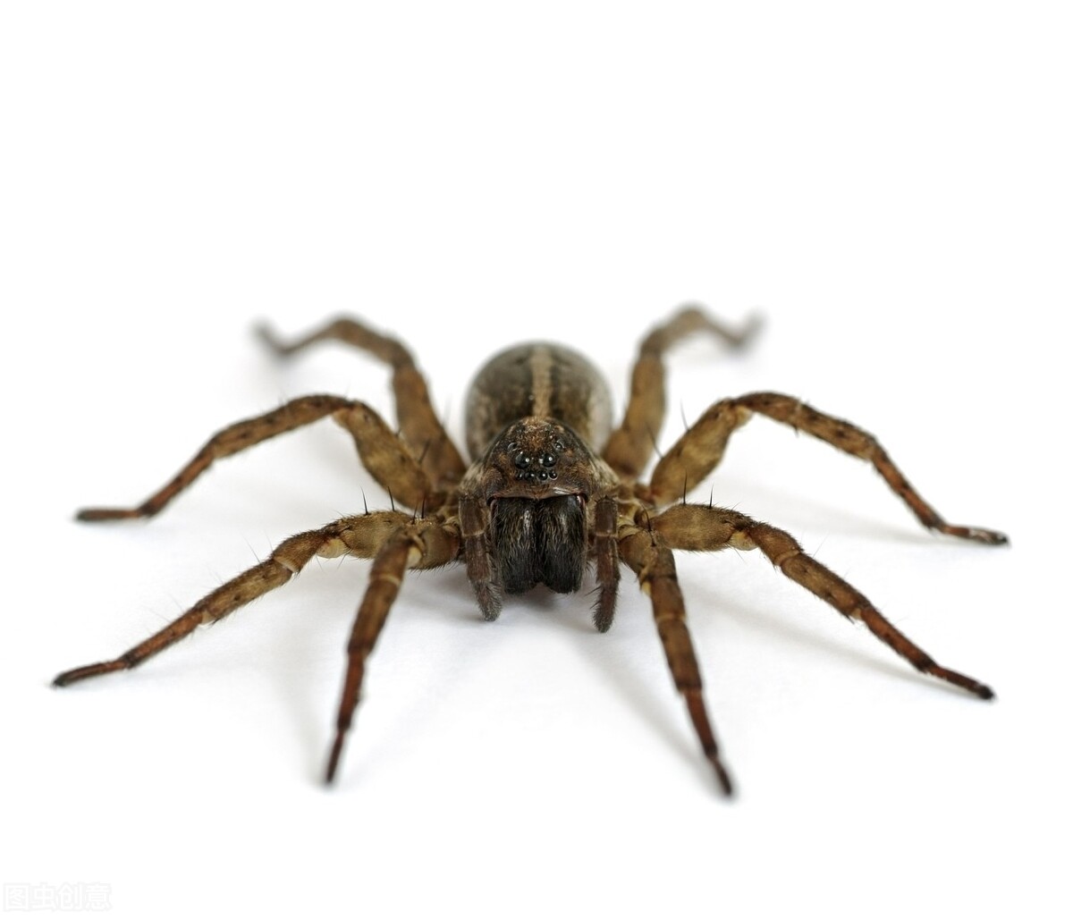 为什么蜘蛛是最恐怖的动物,为什么人类对蛇的恐惧比老虎更强