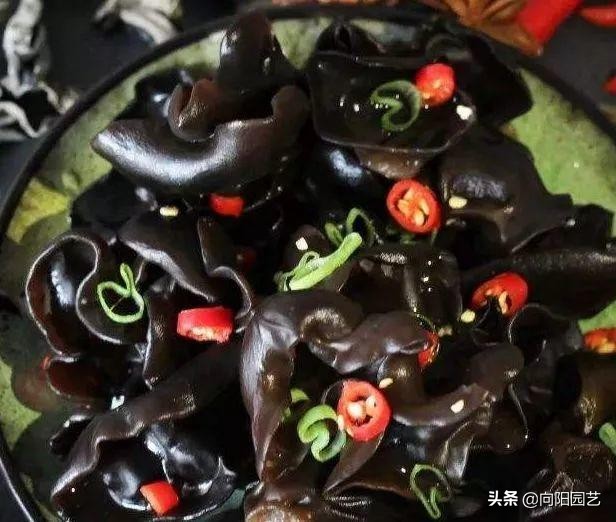 地上捡的木耳,黑木耳清肝明目