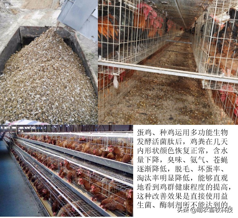 鸡粪除臭味,鸡粪臭气处理方法