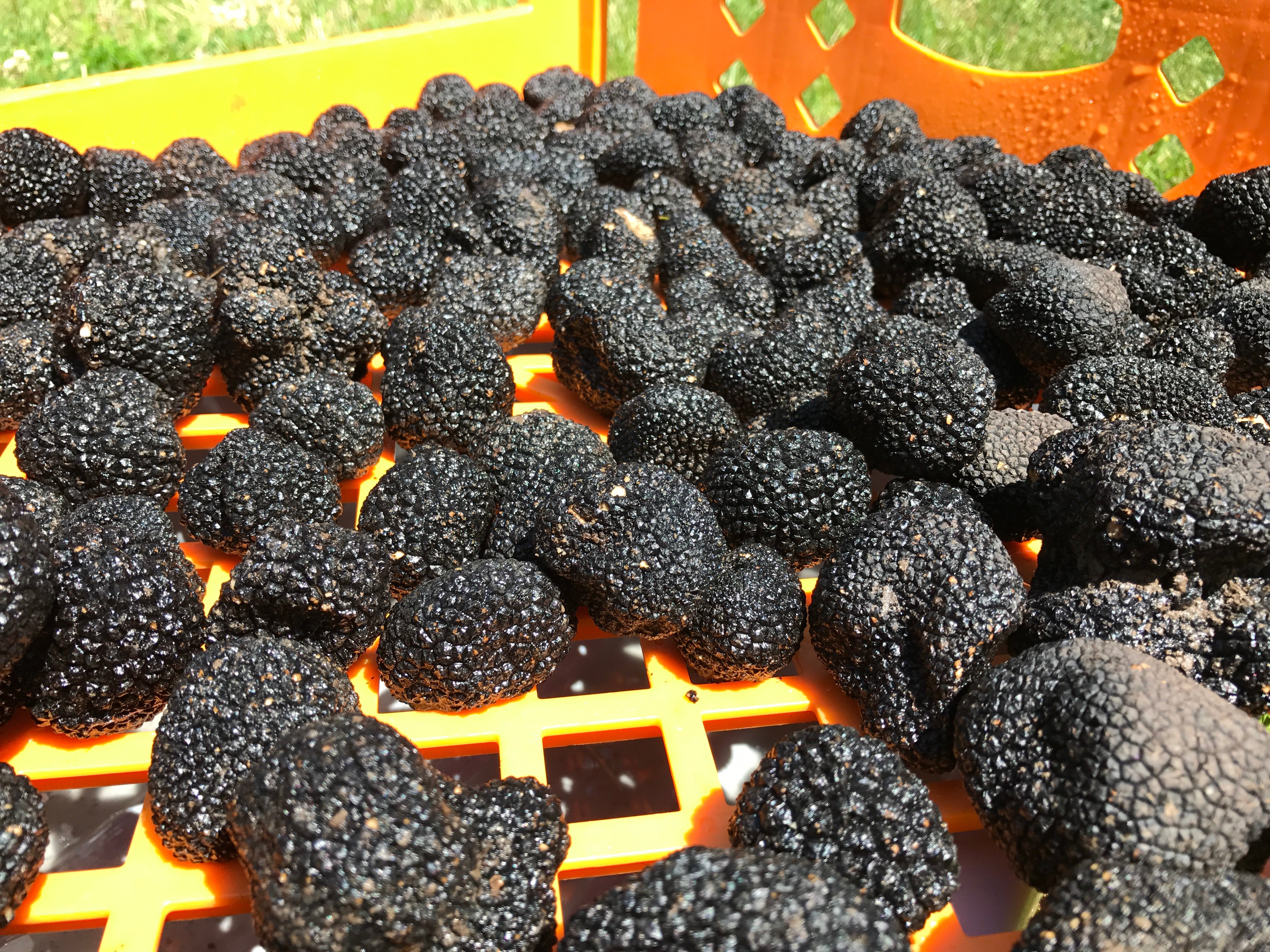 世界上最贵的食物松露,世界上最贵的食材松露