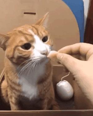 你根本不知道，养只猫有多幸福！