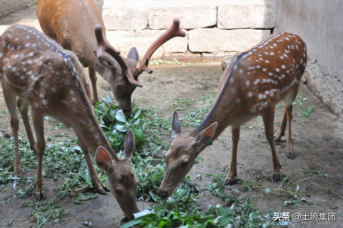 养殖梅花鹿知识与技术,梅花鹿可以人工养殖吗