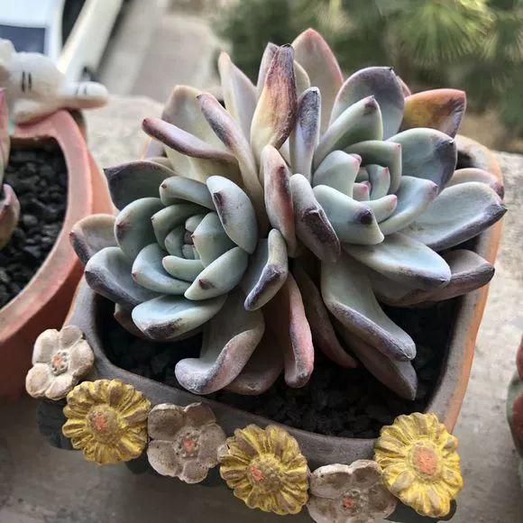 高温导致多肉化水怎么办,高温暴晒的多肉