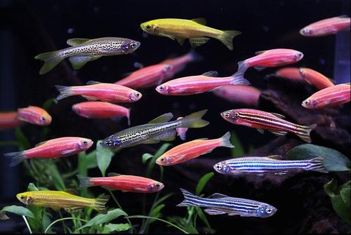 转基因斑马鱼转入什么基因,斑马鱼的各种颜色是不是人工染的