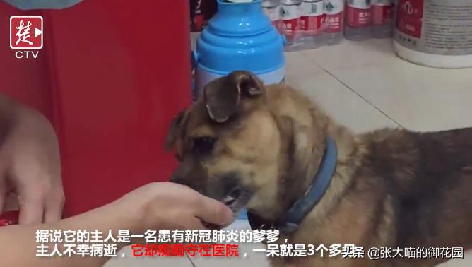 主人因新冠疫情离世,狗狗苦守医院3个多月!堪称现实版忠犬八公