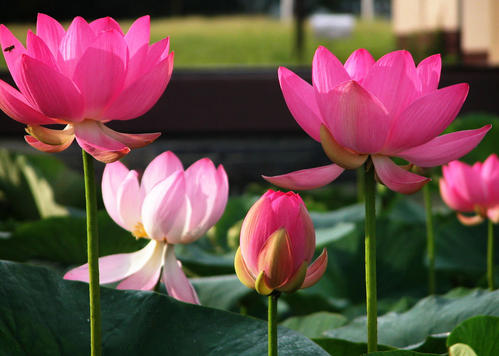 鲜花插花技巧专业术语,插花常见鲜花名称大全