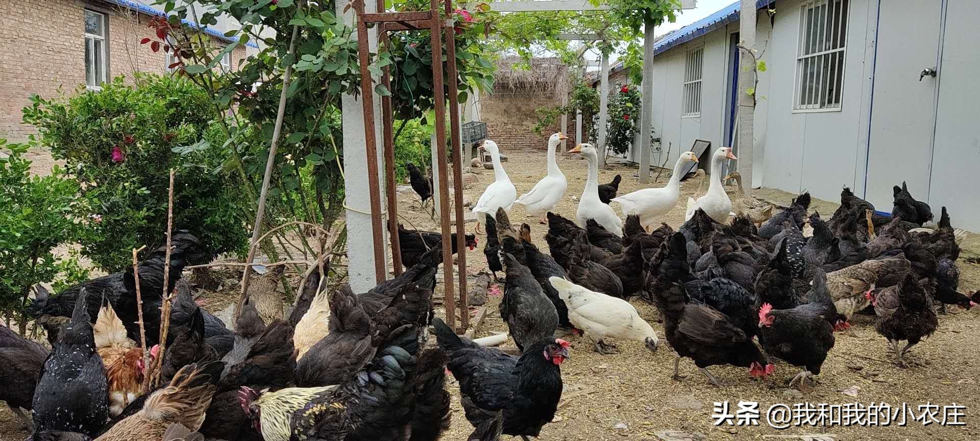 养了几只鸡怎么防黄鼠狼,鸡窝怎么防黄鼠狼防猫