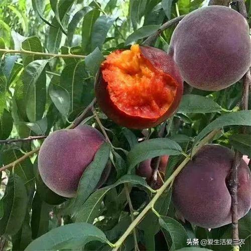 桃中极品黑桃怎么做,桃中极品黑桃