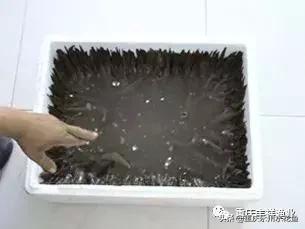 浮游动物饵料大全,各种动物饵料大全