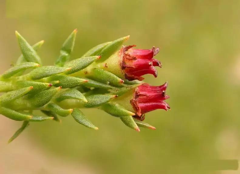 7种多肉植物具有药用价值！你都认识吗？