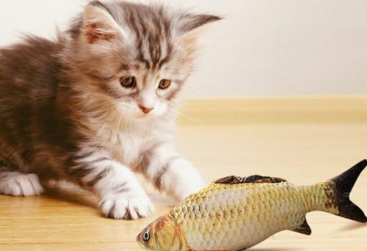 外出七天猫咪怎么安置,假期猫咪独自在家猫砂怎么处理