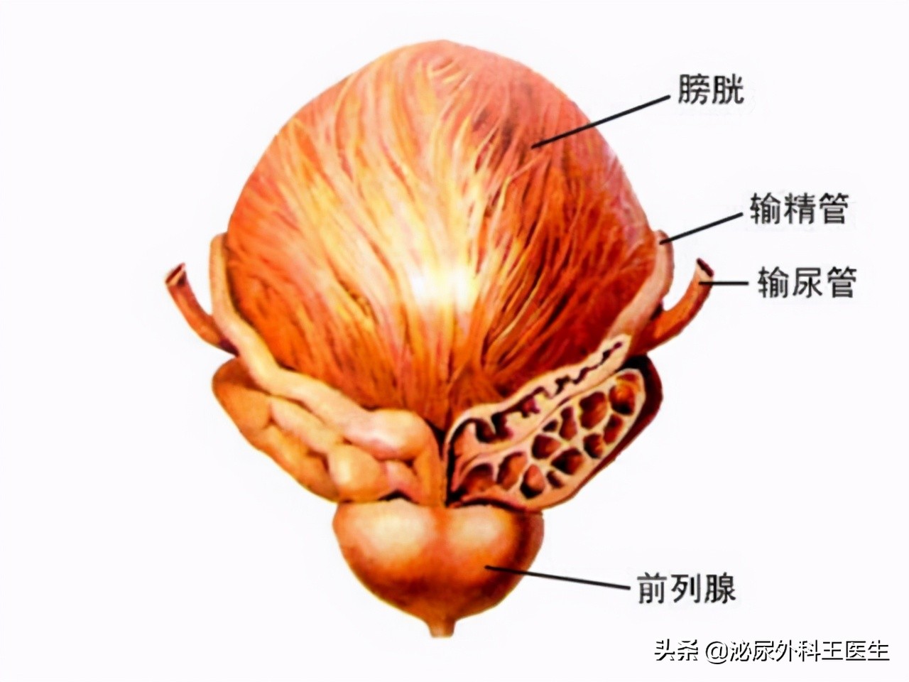 什么情况下会尿频但是一切正常,尿频为什么反复出现