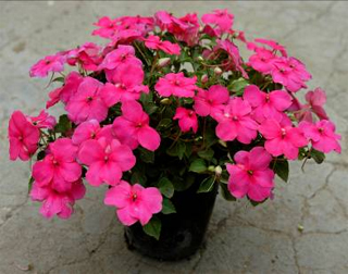 玻璃翠叶子黄了怎么做,玻璃翠花叶子发黄怎么回事