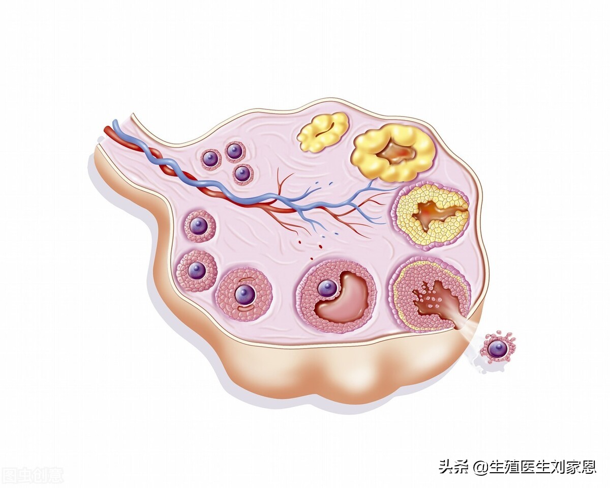 试管促排感冒对卵泡有影响吗,打促排针期间感冒了怎么办