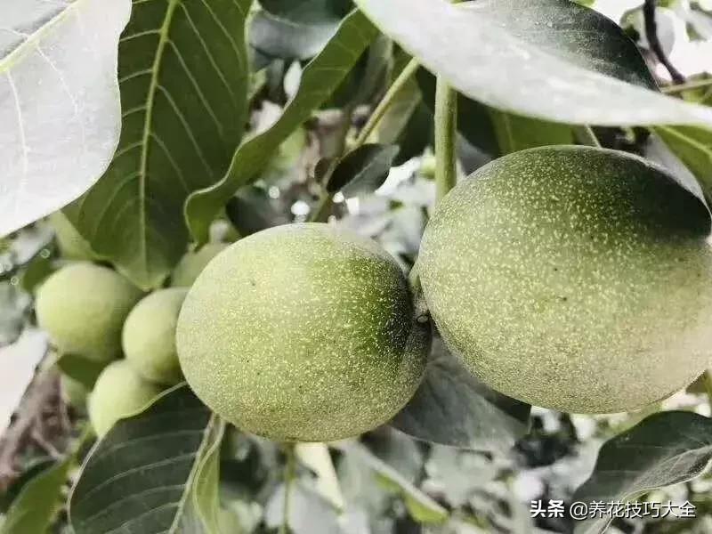 吃个核桃把手镯弄断了,吃个核桃把手弄破了