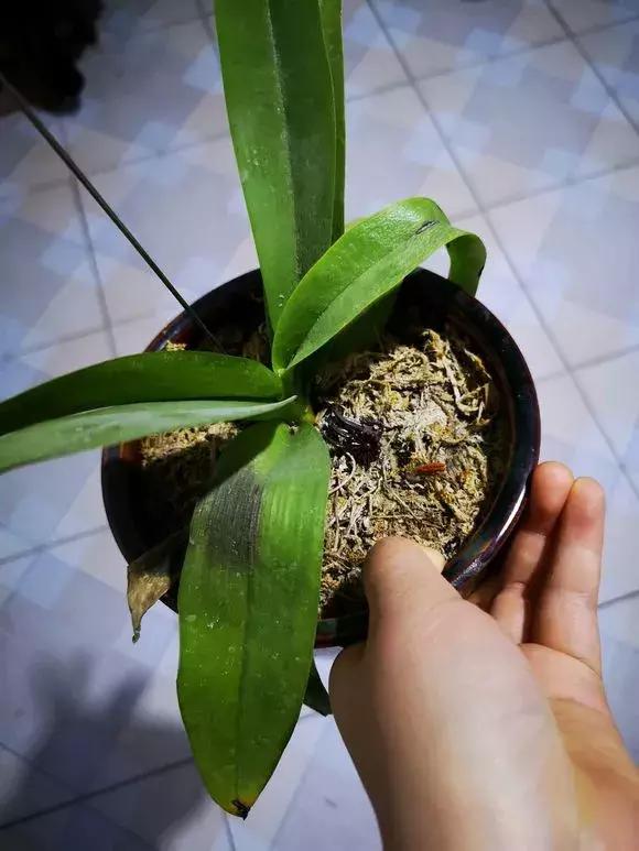 花儿叶子发黄是怎么回事,花儿叶子发黄枯萎萎蔫