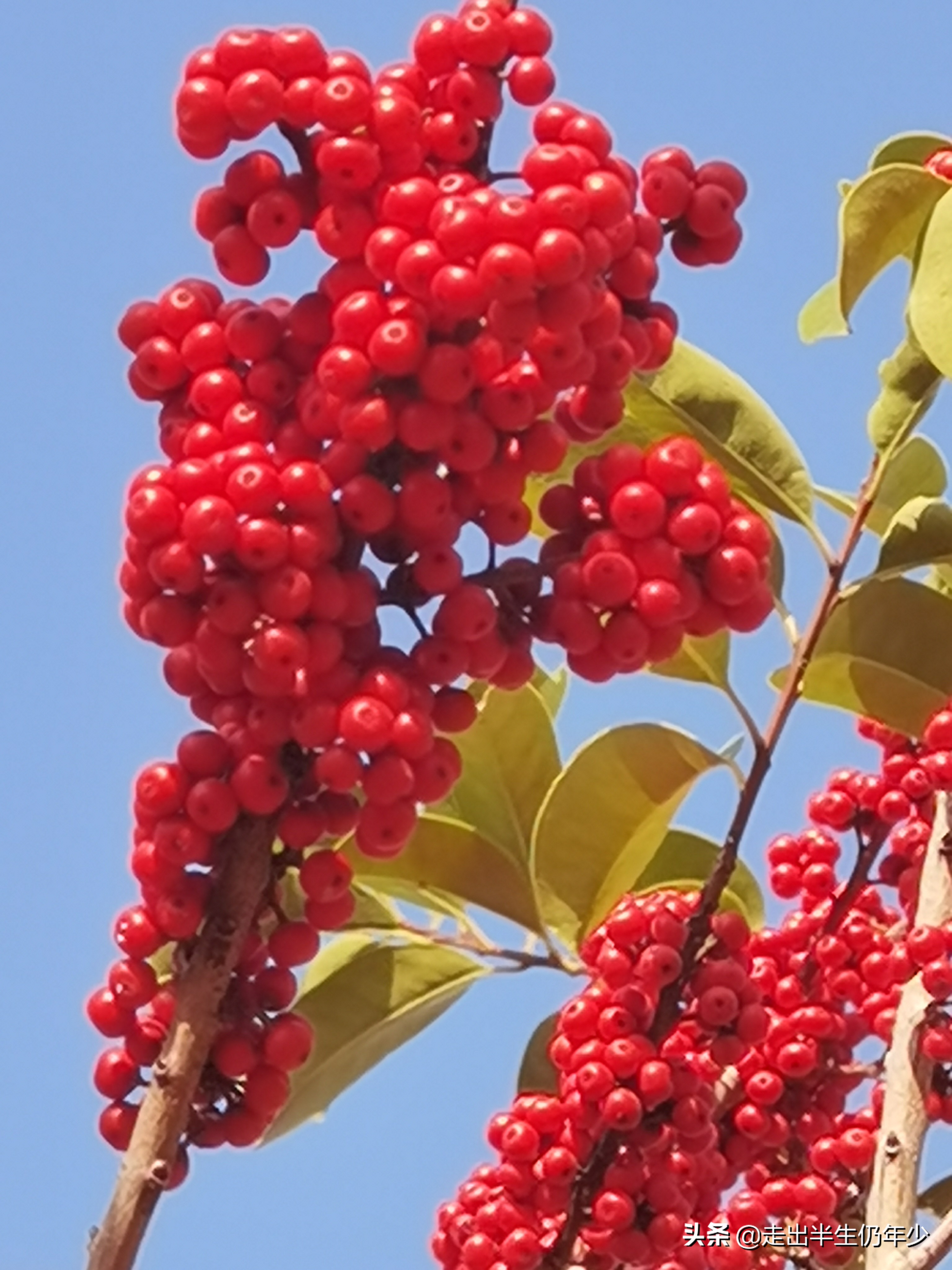 深圳有多少个公园景点,深圳室内足球场