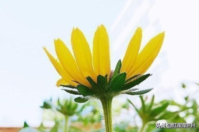 黑心金光菊和全缘金光菊的区别,黑心金光菊的观赏特性和园林用途