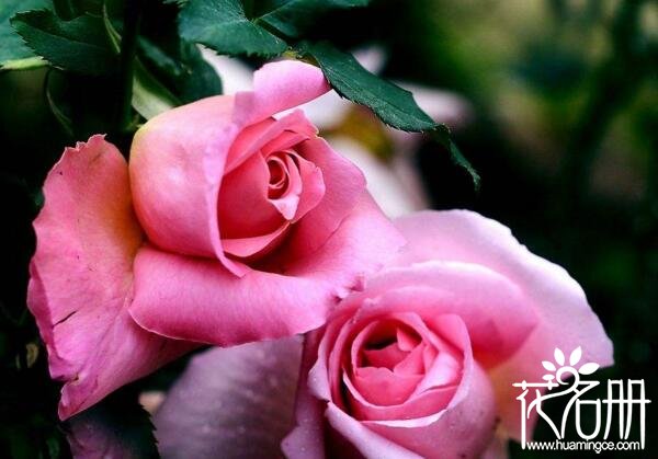 送9种不同颜色的玫瑰花代表什么,求爱玫瑰花应该送多少朵合适