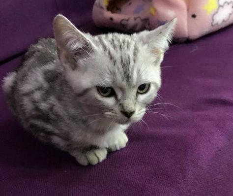 买一只美短猫,买一只猫咪一共花多少钱