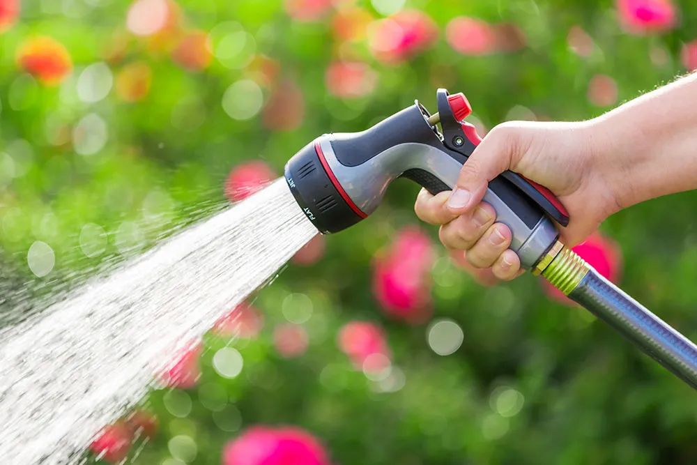 美人蕉有什么特别,美人蕉的十大特点