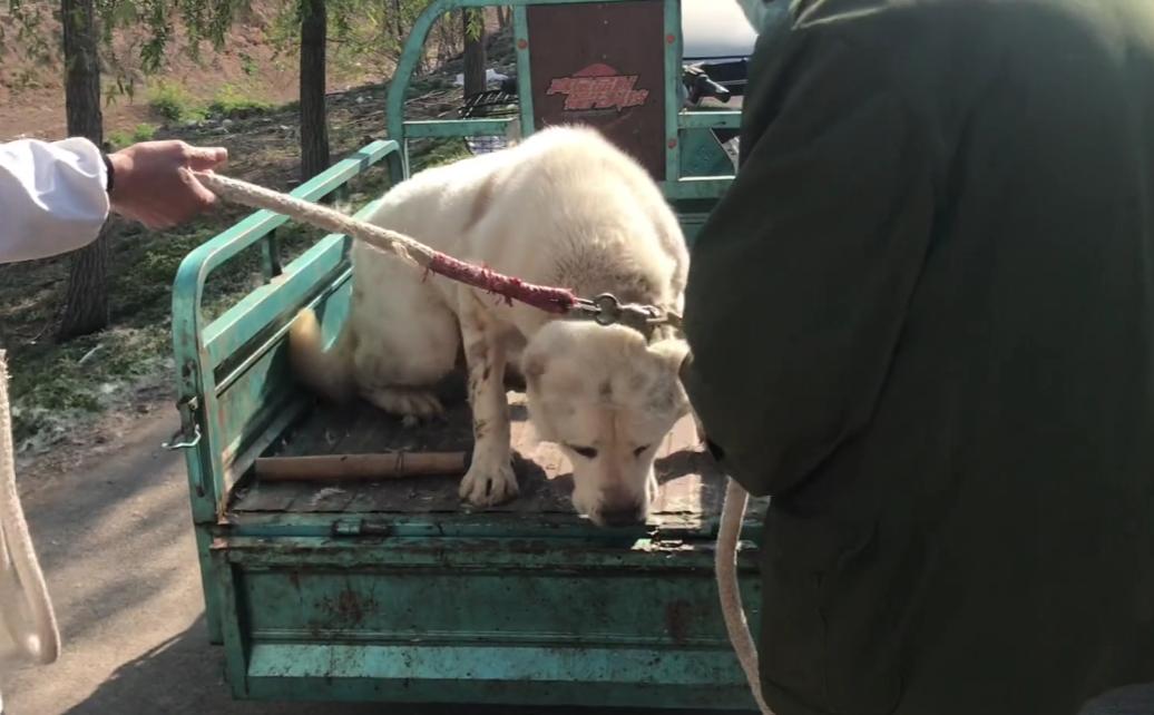 200斤的护卫犬,200斤护卫犬