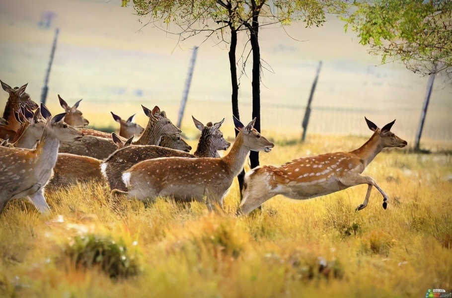农村致富养殖什么好,农村现在发财致富项目有哪几种