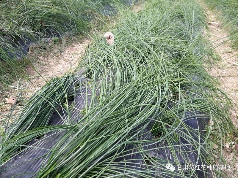 2031年藏红花种球价格,2021藏红花种球价格