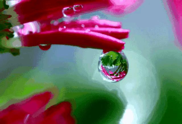 山水花鸟图片欣赏及名称,画花鸟鱼虫活灵活现