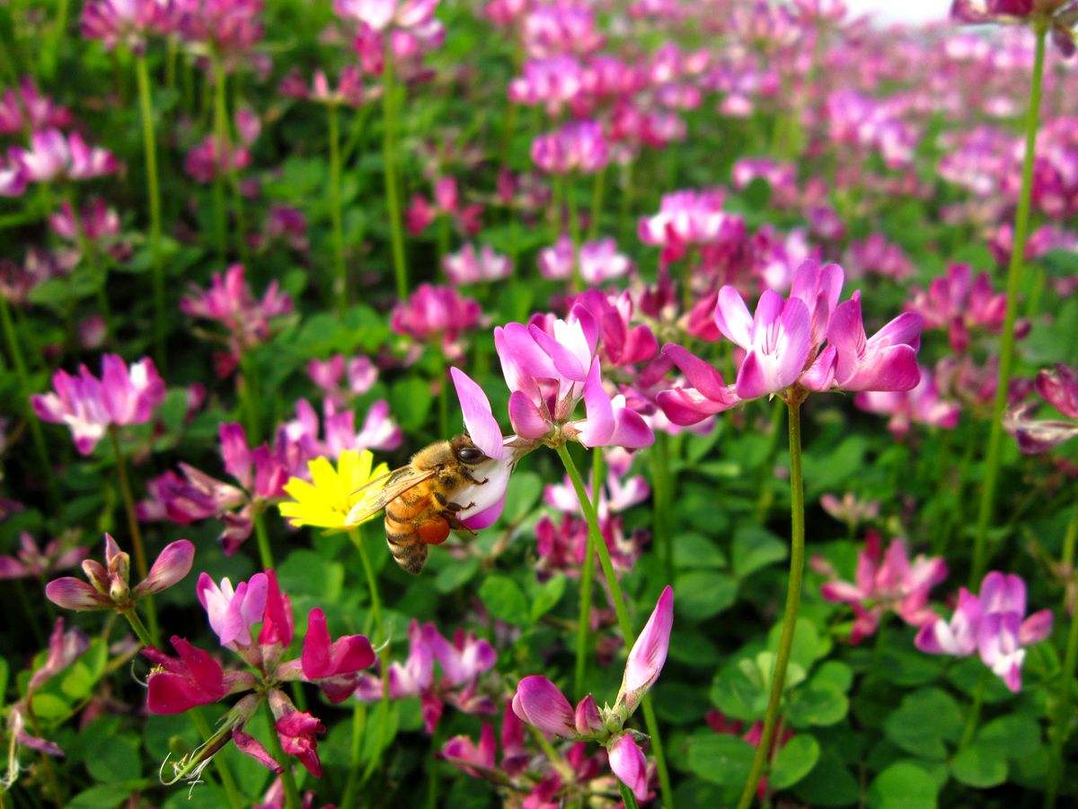 紫云英花色淡紫,看起来不仅仅是漂亮,更重要的是它有很多的作用