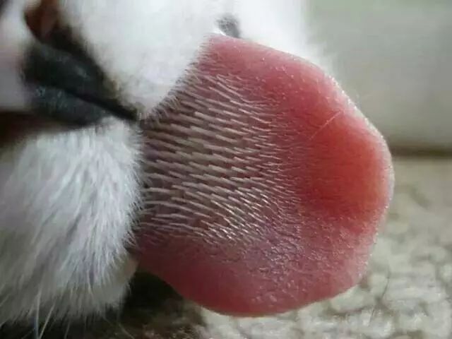 猫咪随便大小便如何纠正,猫咪随便大小便怎么办