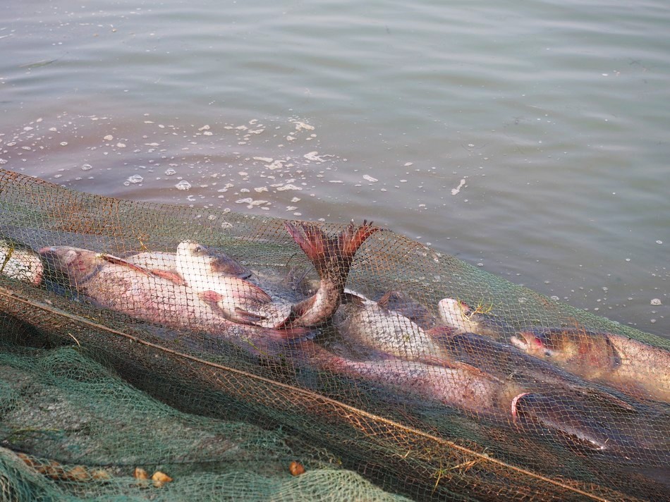 厉害了云雾山,一网捞起18000斤鱼,30块钱吃到撑