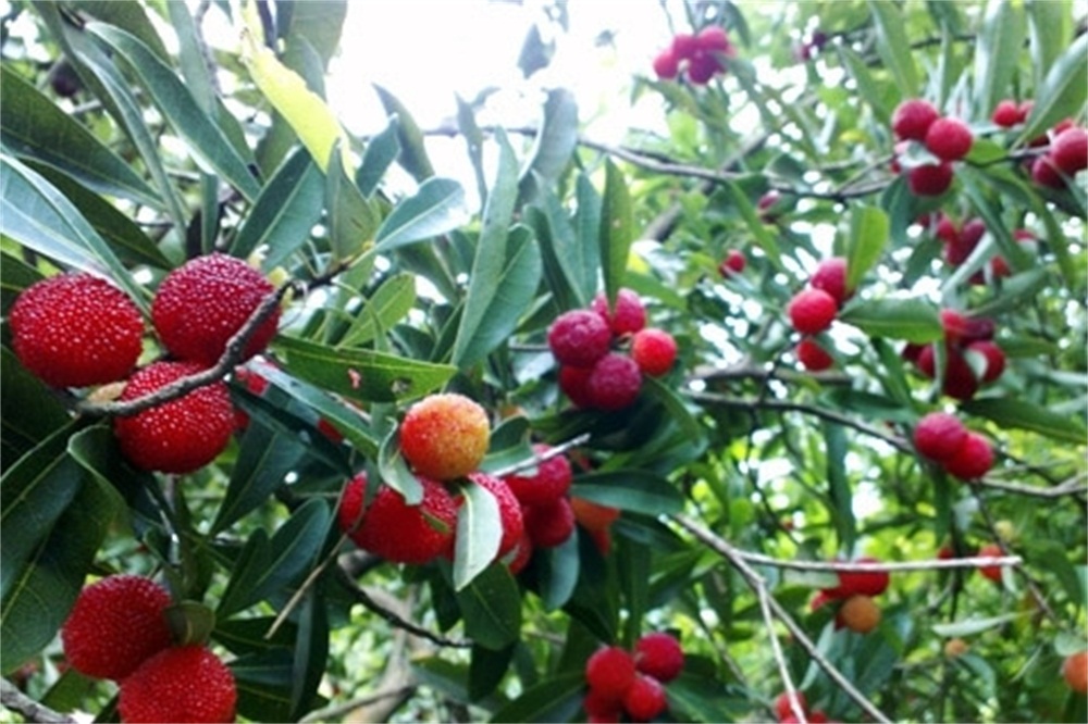 制作杨梅酒最正宗的方法是什么,正宗杨梅酒的酿制方法