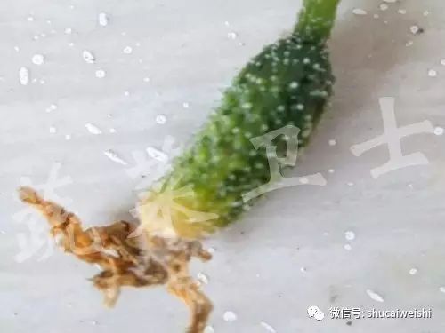黄瓜化瓜原因,黄瓜化瓜原因及防治方法