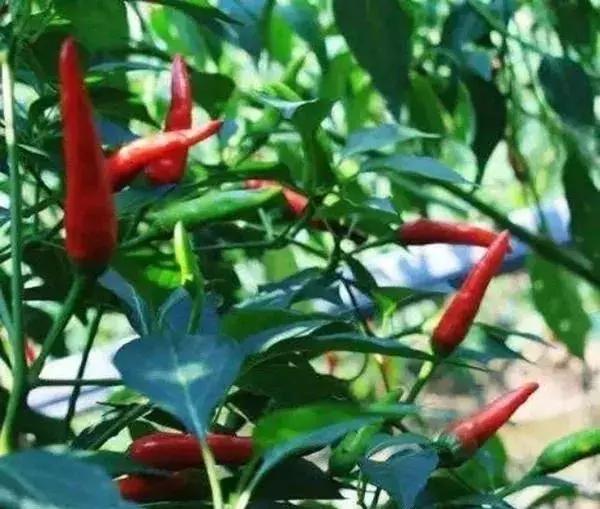 全世界辣椒排行榜前十,世界上十大辣椒排行榜