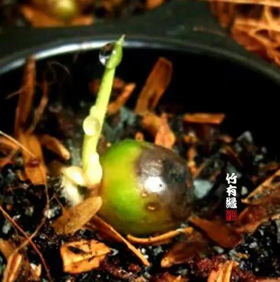 竹子开花，百年难遇的奇闻怪事，生命的最后绽放