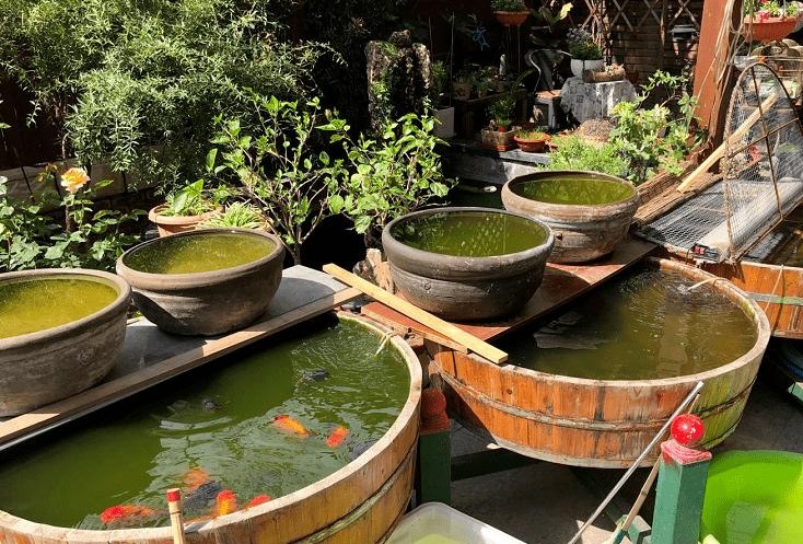 鹤顶红金鱼不建议新手养,金鱼怎么养才能更好