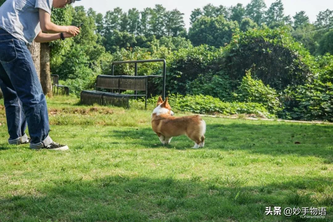 为什么总有人说养猫不如养小孩,年轻人不生孩子反而开始养猫了