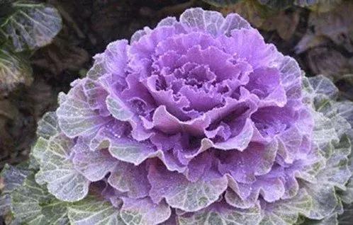 叶牡丹羽衣甘蓝,多头叶牡丹羽衣甘蓝