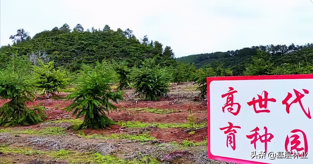 杉木品种优良,杉木怎么提高种植成活率