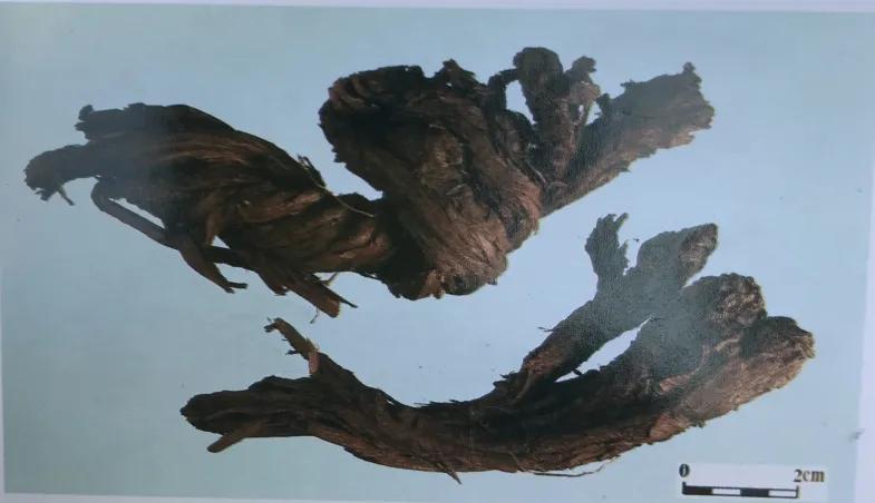 紫草中含哪些有效成分,紫草膏的紫草是什么样子