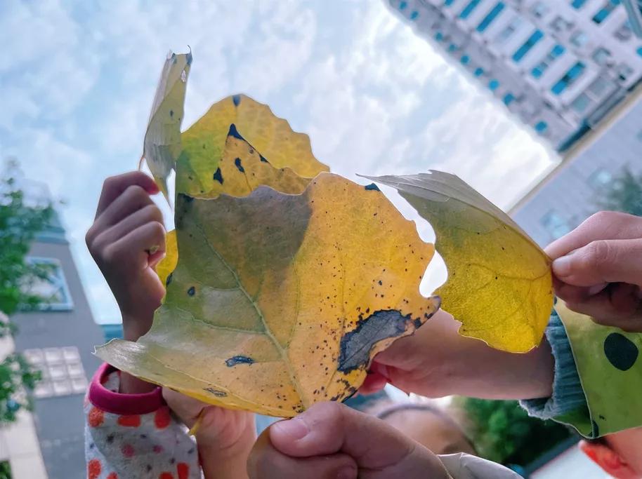 最美的风景美丽的校园,最美的风景就是校园